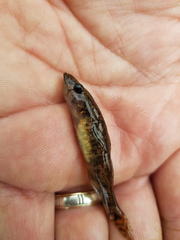 Philypnodon grandiceps