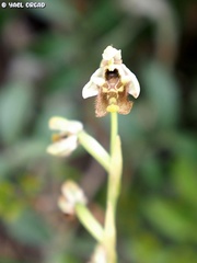Ophrys bornmuelleri