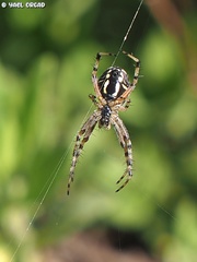Neoscona adianta