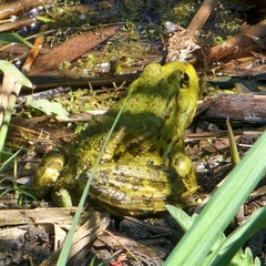 Pelophylax ridibundus