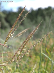Andropogon distachyos