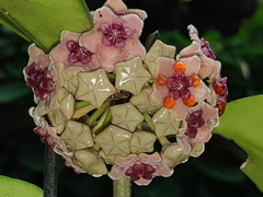Hoya diversifolia