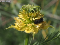 Nigella ciliaris