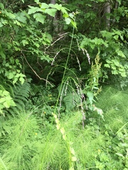 Glyceria elata