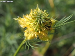 Nigella ciliaris