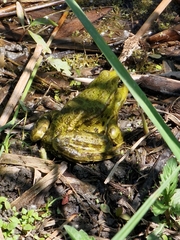 Pelophylax ridibundus