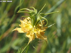 Nigella ciliaris