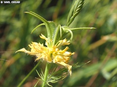Nigella ciliaris