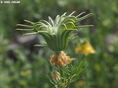 Nigella ciliaris