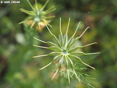 Nigella ciliaris