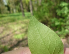 Lonicera × muendeniensis