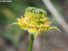 Nigella ciliaris
