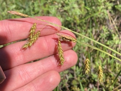 Carex castanea