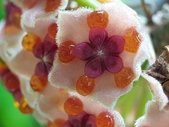 Hoya diversifolia