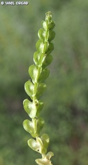 Cruciata articulata