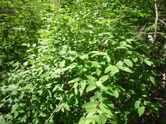Lonicera × muendeniensis