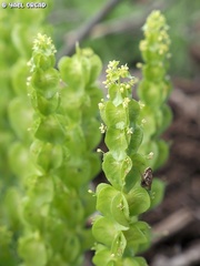 Cruciata articulata