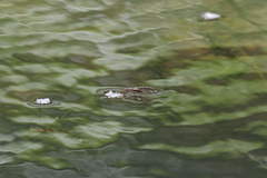 Limnogonus franciscanus