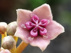 Hoya diversifolia