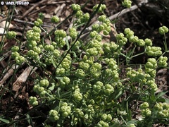 Valerianella vesicaria