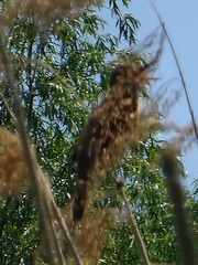 Acrocephalus arundinaceus