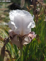 Iris lortetii