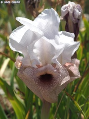 Iris lortetii
