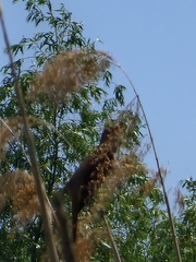 Acrocephalus arundinaceus