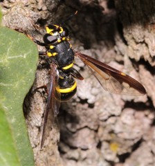 Sphiximorpha subsessilis