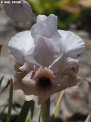 Iris lortetii
