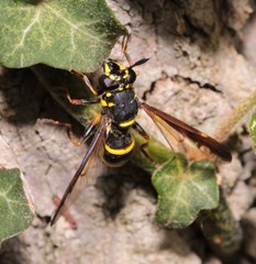 Sphiximorpha subsessilis