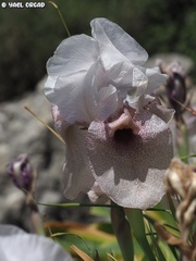 Iris lortetii