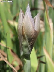 Iris lortetii