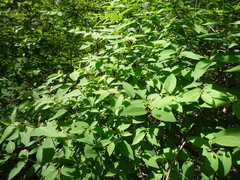Lonicera × muendeniensis