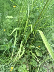 Glyceria elata