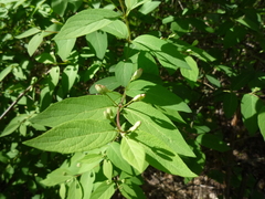 Lonicera × muendeniensis
