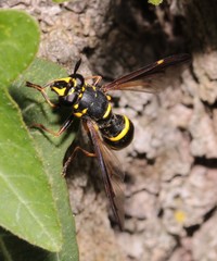 Sphiximorpha subsessilis