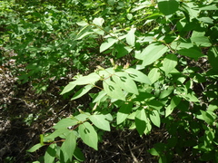 Lonicera × muendeniensis
