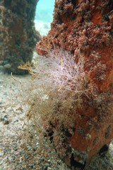 Amathia verticillata