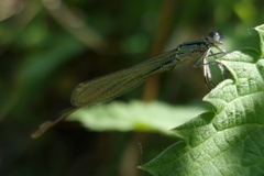 Ischnura elegans