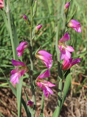 Gladiolus illyricus