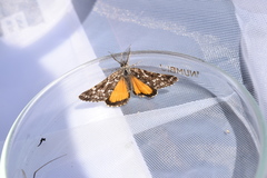 Athroolopha pennigeraria