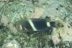 Chrysiptera leucopoma