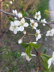 Prunus nigra