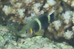 Chrysiptera leucopoma