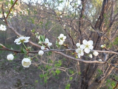 Prunus nigra