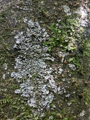 Phaeophyscia endophoenicea