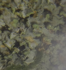 Phaeophyscia endophoenicea