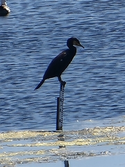 Phalacrocorax carbo