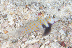 Amblyeleotris guttata